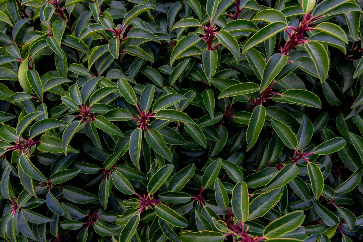 Dunkelgrünes Blattwerk einer Pflanze